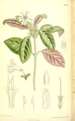 Acanthaceae